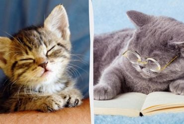 Скільки років вашому коту насправді: дізнайтеся точний вік за людськими мірками