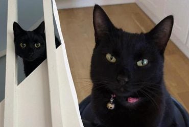 Різдвяне диво: в Англії кішка повернулася до своїх господарів після 5 років відсутності