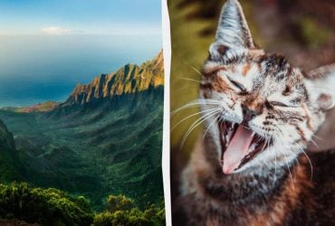 На найбільшому острові Гаваїв заборонили годувати бездомних котів