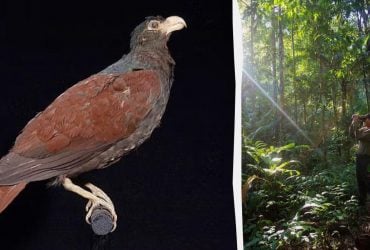 У тропіках засвітився родич вимерлого птаха, який не міг літати