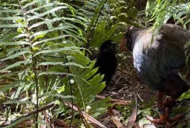 У рідкісних птахів, яких вважали безплідними, з'явилося пташеня: зоологи назвали це дивом