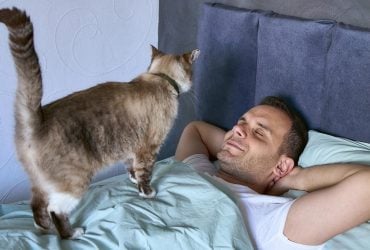 Як відучити кота випрошувати їжу вночі: 8 способів, схвалених ветеринаром