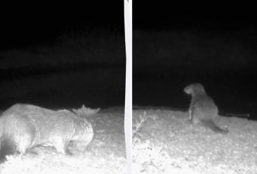 Потрапив у фотопастку: в Одеській області зафіксували рідкісного звіра (відео)