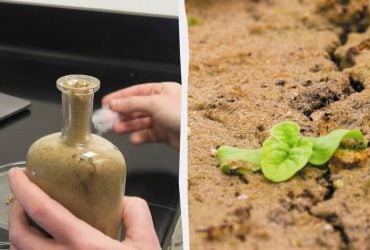 Воскресіння через 142 роки: вчені досі намагаються проростити насіння з 1879 року