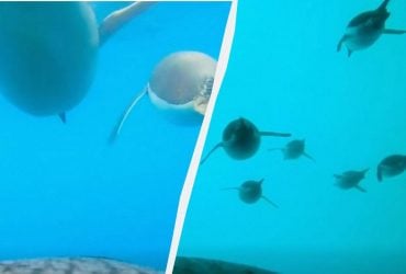 Полярники показали реальную подводную жизнь пингвинов (видео)