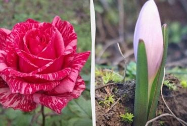 Аномальный декабрь в Бессарабии: на юге Украины перед Новым годом распустились цветы