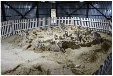 Люди на території України змогли пережити льодовиковий період завдяки мамонтам