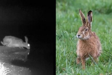 У заповіднику на Одещині за водопоєм зафіксували зайця (відео)