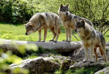 Тысячи лет назад люди заботились о волках задолго до появления собак, - исследование