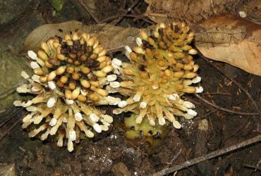 Паразит, похожий на гриб: ученые рассказали об одном из самых необычных растений в мире