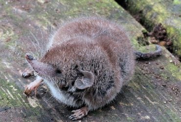 Единственная австралийская землеройка объявлена ​ вымершей: ее не наблюдали уже 40 лет