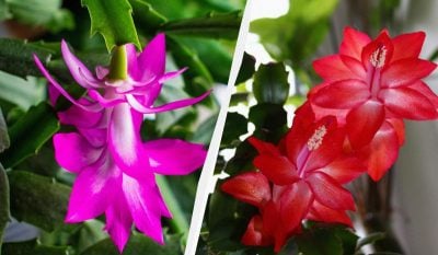 Кава не допоможе: експертка розповіла, як змусити декабрист цвісти взимку