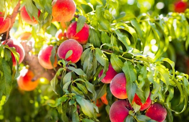 Эксперт назвал 3 ошибки, которых стоит избегать при подготовке персиковых деревьев к зиме