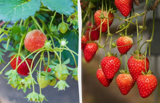 Як отримати свіжу полуницю без саду в будь-який час: секрети вирощування у квартирі