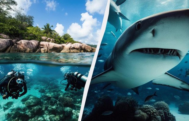 Акули ніколи не нападають на аквалангістів, які поводяться так: що вони роблять