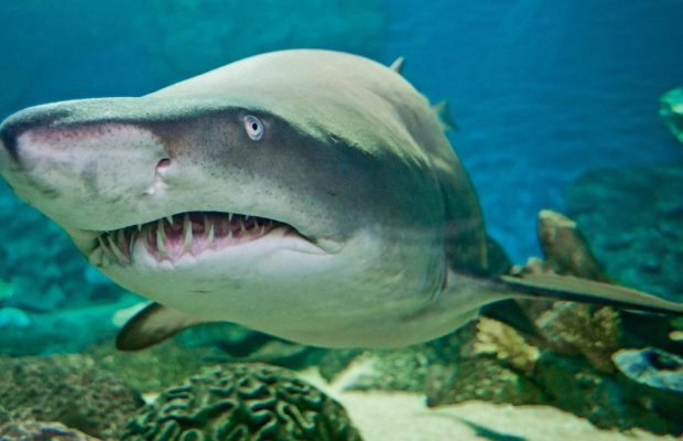 Дайвер показала, як вижити при зустрічі з акулою: головне - не робити одну помилку (відео)