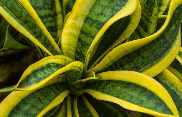 Як поливати сансев’єрію взимку, щоб не втратити рослину: золоте правило