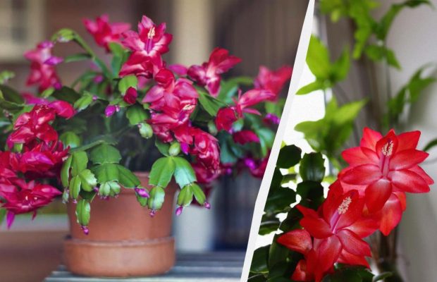 Обріжте різдвянник так - і наступного року він вас здивує