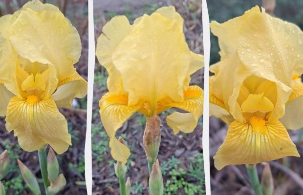 В Одеській області несподівано розцвіла дивовижна квітка: науковець пояснив, що сталося