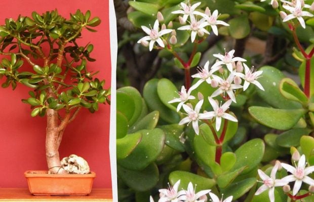 Як обрізати грошове дерево, щоб воно росло міцним і здоровим