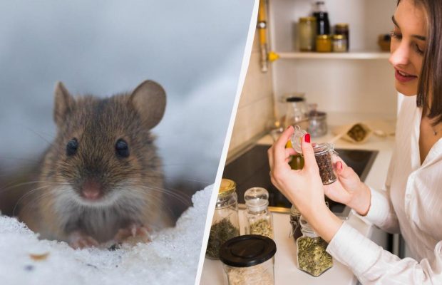 Як відлякати щурів і мишей без отрут і пасток: що розкласти в саду взимку