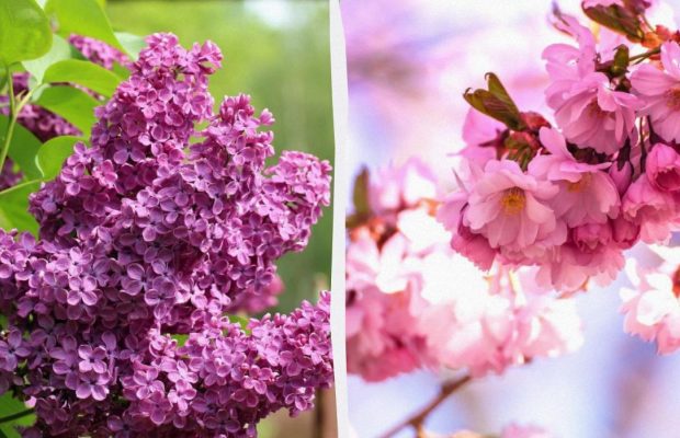 Що не можна обрізати в грудні: експерт назвав 5 дерев