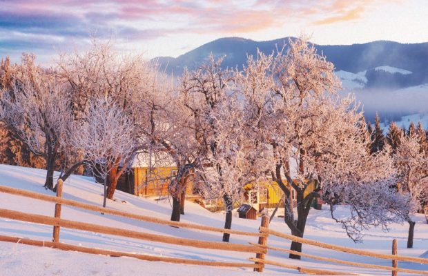 Дерева "п'ють" воду навіть узимку: коли і навіщо потрібний холодний полив