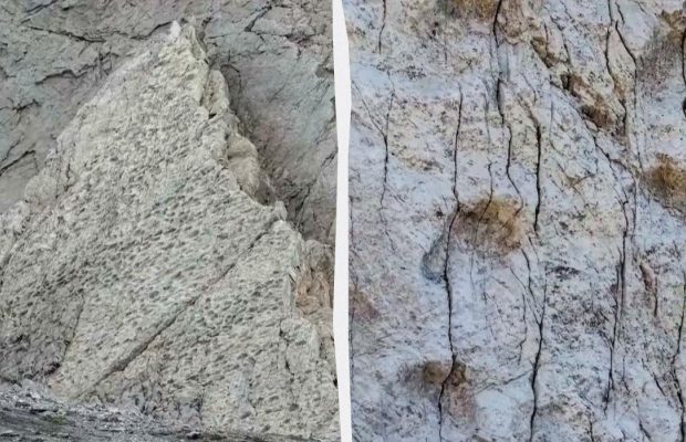 В Італії випадково виявили артефакт епохи динозаврів, який роками не помічали