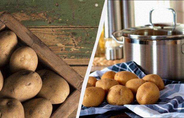 Картопля не проростає і не зморщується 6 місяців: ось у чому її потрібно зберігати