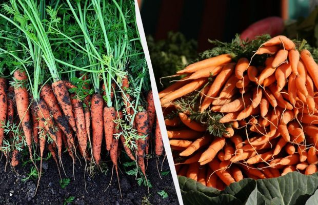 Після чого посадити моркву наступного року: 7 найкращих попередників