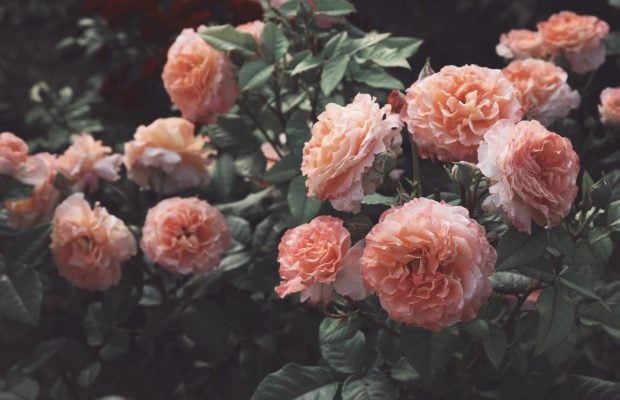 Троянди взимку: коли треба починати підрізати та вкривати кущі троянд