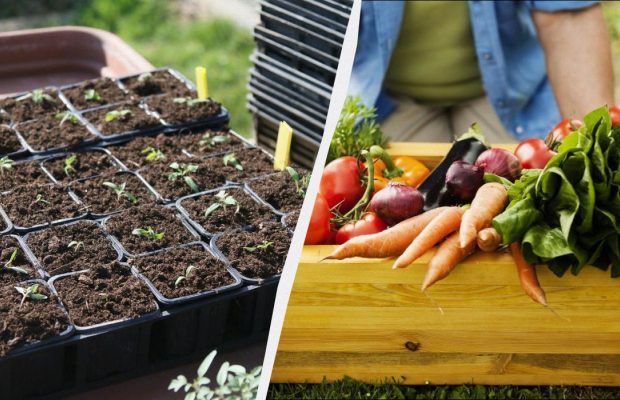 До кінця грудня потрібно посіяти насіння 3 овочів: зараз для них ідеальний час