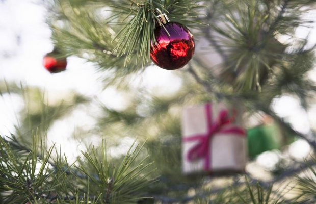 Чем полить живую елку, чтобы она долго стояла и пахла: что добавить в воду