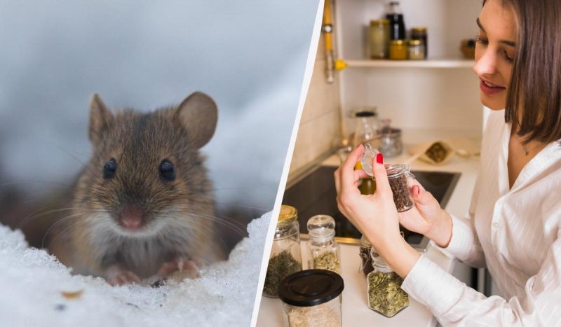 Як відлякати щурів і мишей без отрут і пасток: що розкласти в саду взимку