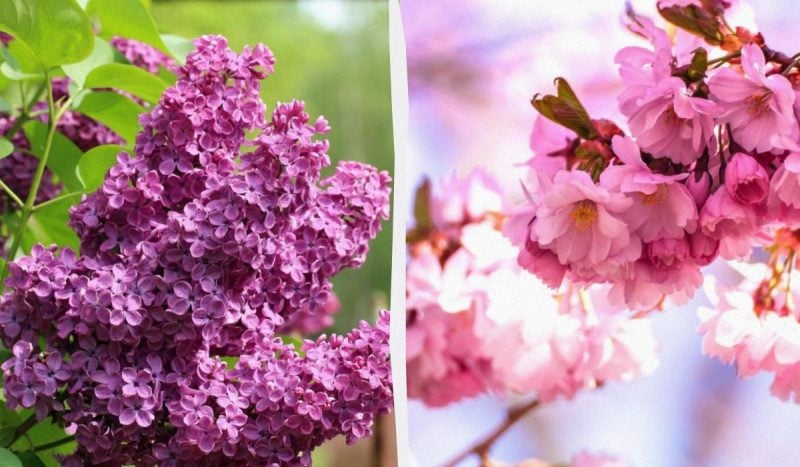 Що не можна обрізати в грудні: експерт назвав 5 дерев