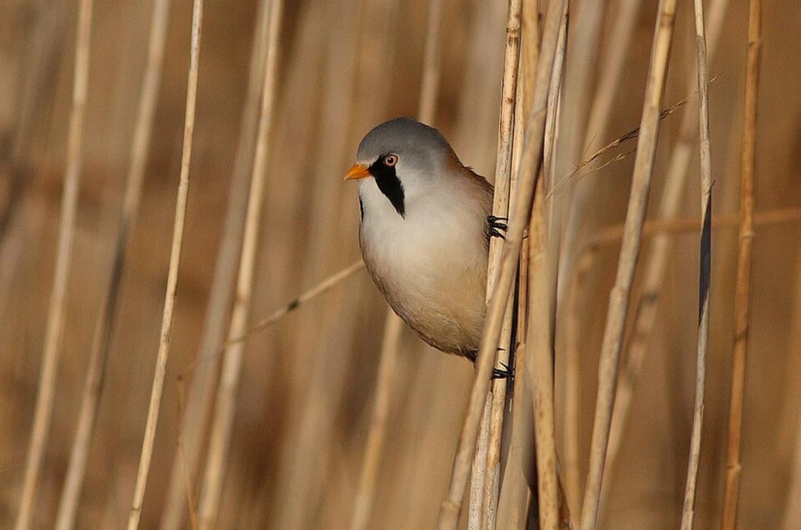 фото - Википедия