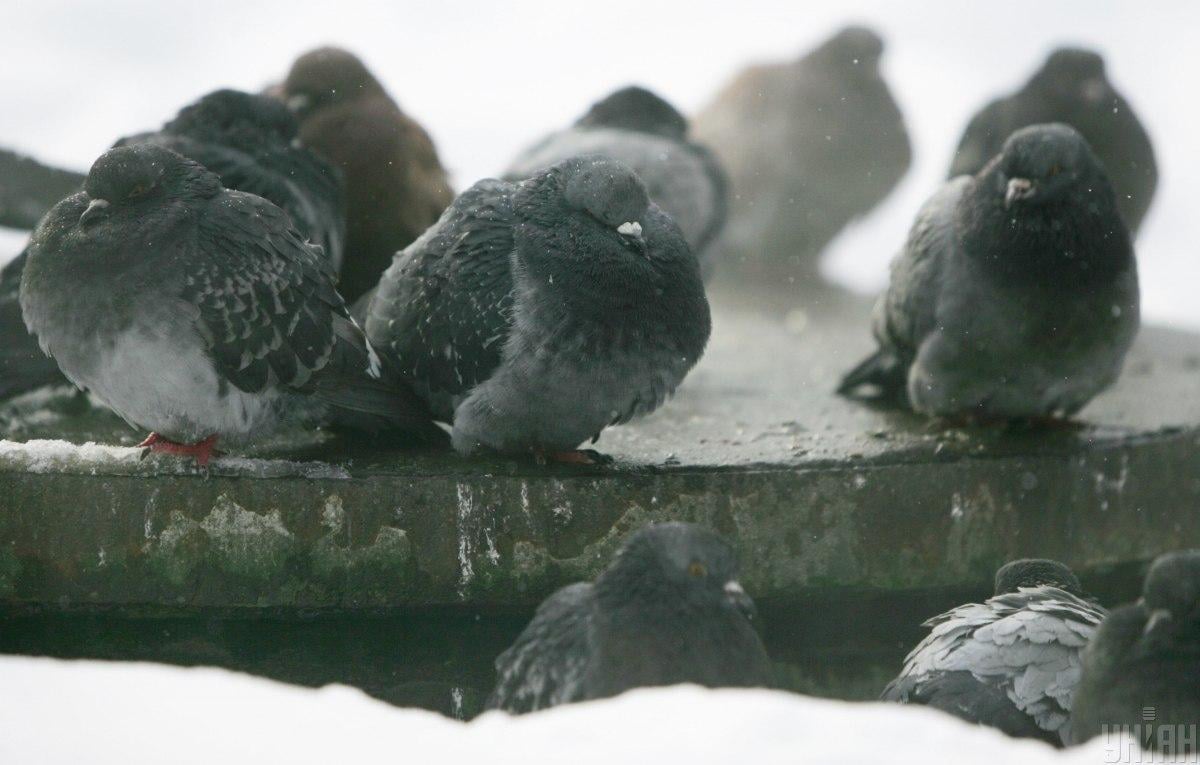 Сильные морозы пока отступили, но уже скоро ожидается новое похолодание, - синоптик