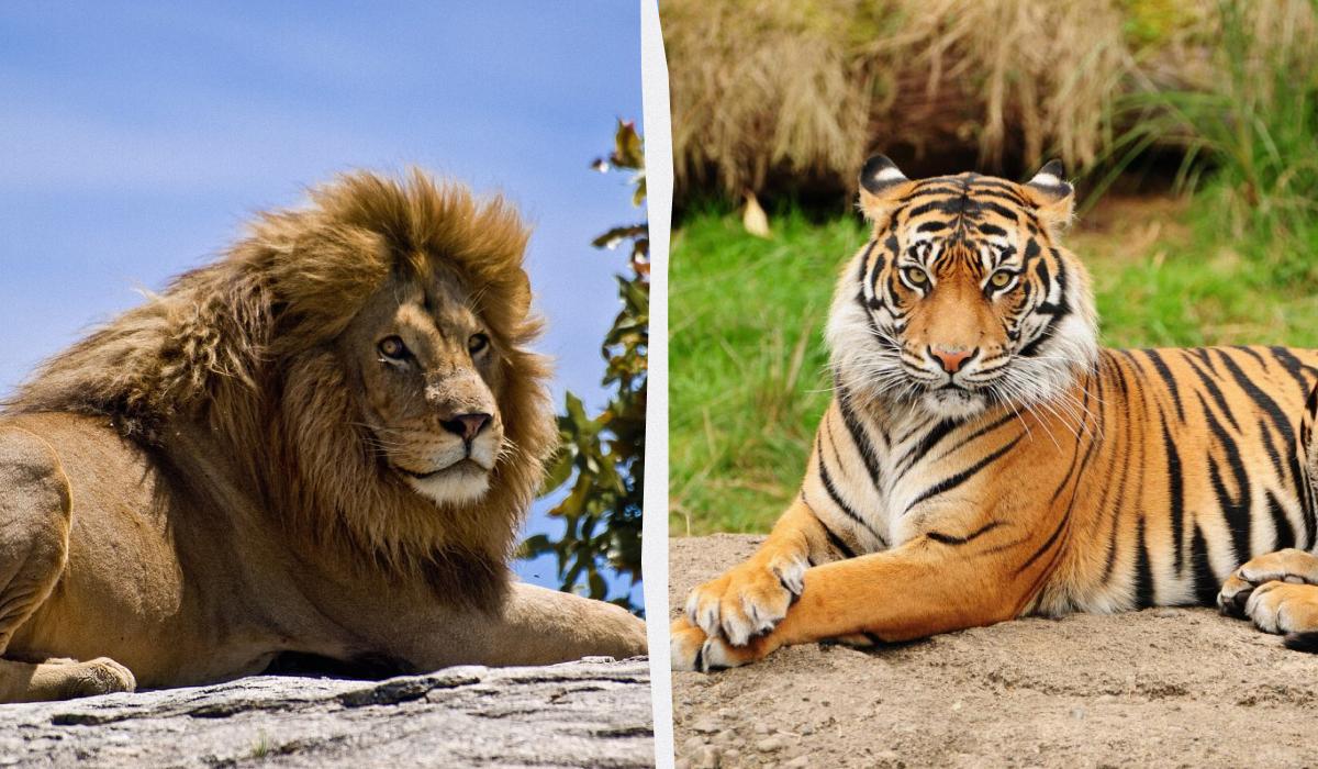 Лев проти тигра: хто переможе в бою та справді отримає титул 'царя звірів'
