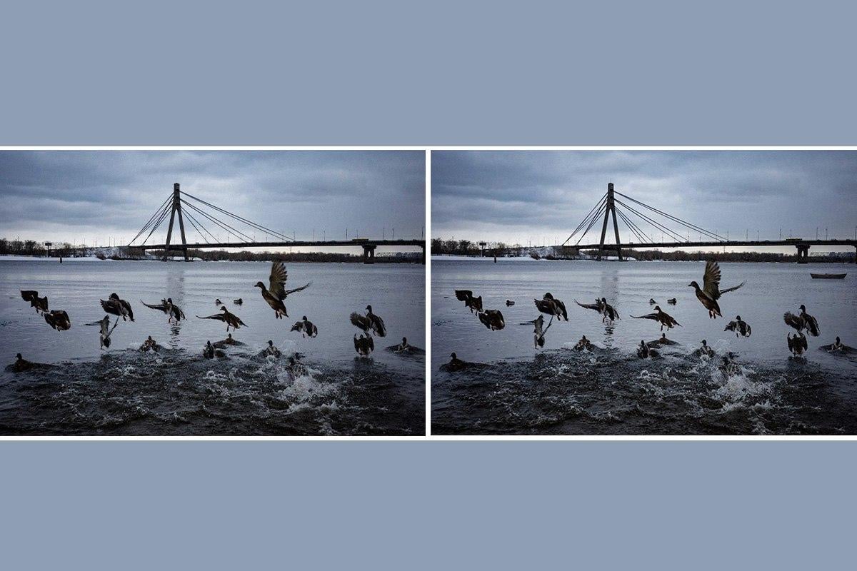 На оригінальному фото - качки біля Північного мосту (раніше - Московський міст) у Києві, 30 грудня 2025 рокуколаж УНІАН, фото УНІАН, В'ячеслав Ратинський