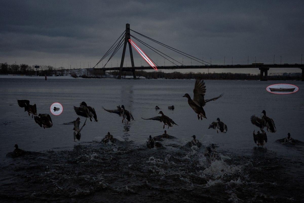 Треба знайти 3 відмінності на фото з качками за 10 секунд: дивовижна головоломка