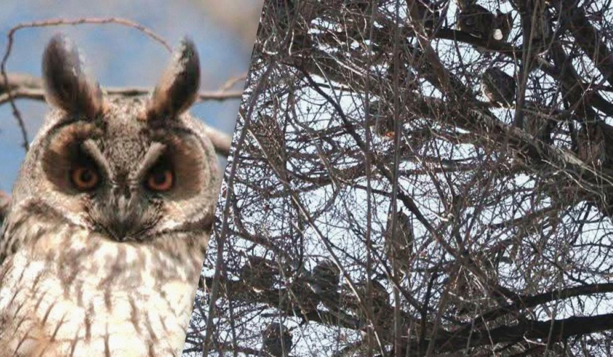 Велика зграя сов зібралася посеред міста на Одещині: дослідник пояснив поведінку птахів