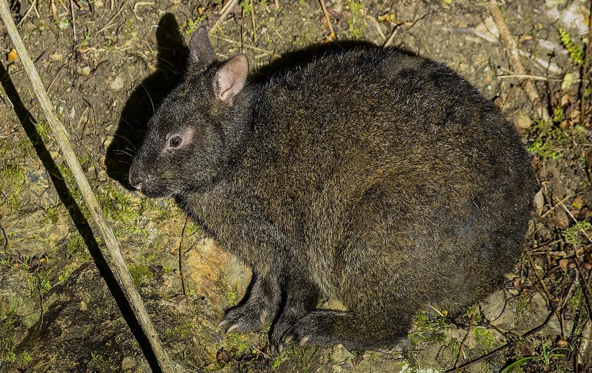 Цей рідкісний заєць не змінився за 6 мільйонів років і ховається в японських лісах