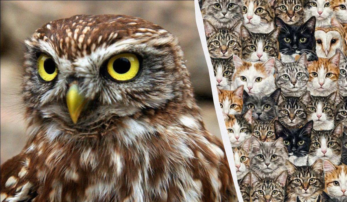 97% людей не можуть знайти 3 сов серед котів за 10 секунд: дивовижна оптична ілюзія