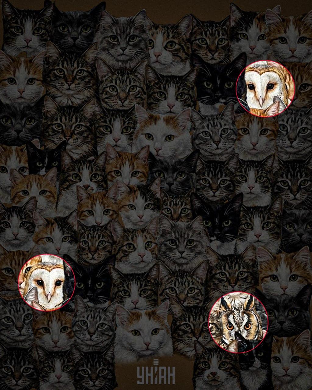 97% людей не можуть знайти 3 сов серед котів за 10 секунд: дивовижна оптична ілюзія