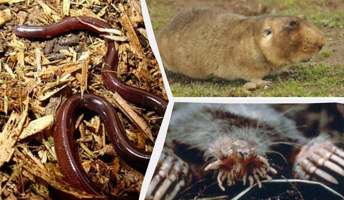 Без очей, але з ідеальним чуттям: названо 11 дивовижних тварин, що живуть у повній темряві