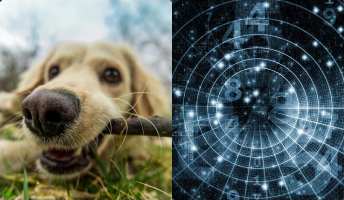 Люди, які народилися у ці місяці, вміють розуміти тварин без слів