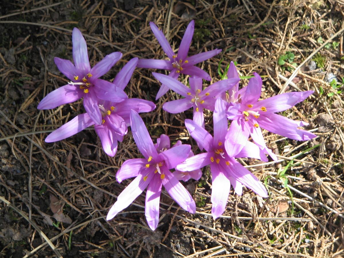 Такого еще не было: в Одесской области невероятно рано зацвел редкий цветок (видео)