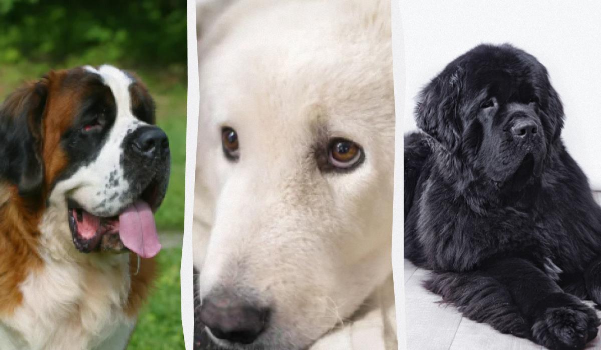 Тихі, але надійні захисники дому: названо 7 найспокійніших порід сторожових собак