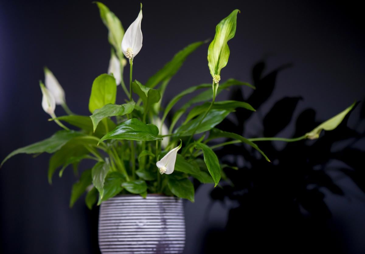 Как разделить спатифиллум, чтобы получить больше цветов и улучшить здоровье корней