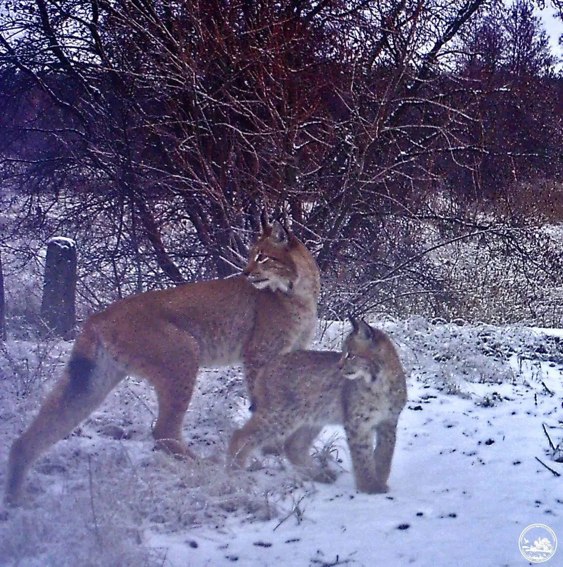 Возле Чернобыля зафиксировали хищника с детенышем: исследователи рассказали об интересном факте